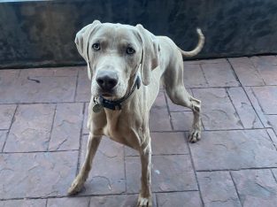 Weimaraner – Cecille and Clint Higgins