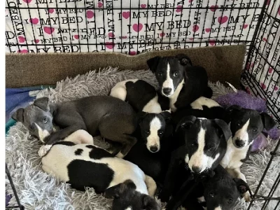 Whippet – Elliminyt