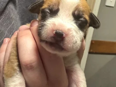 Mastiff – Plainland