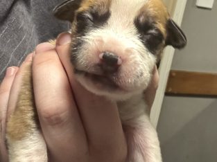 Mastiff – Plainland