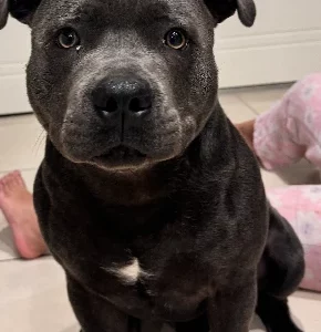 Staffordshire Bull Terrier – Leppington