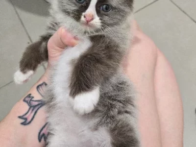 Ragdoll – Yarrabilba