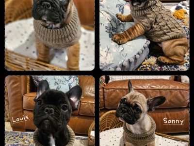 Dogs – Frankston South