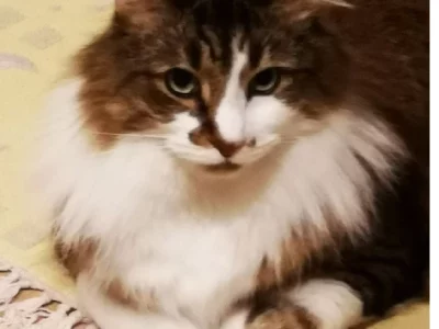 Domestic Medium Hair (DMH) – Smithfield Plains