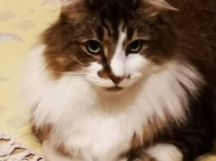 Domestic Medium Hair (DMH) – Smithfield Plains