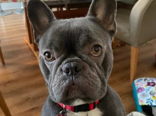 French Bulldog – Croydon Park