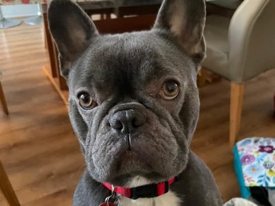 French Bulldog – Croydon Park