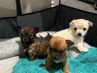 Chihuahua – Armidale