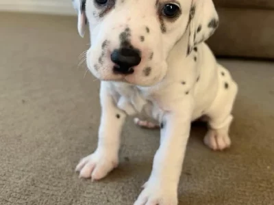 Dalmatian – Biddeston