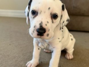 Dalmatian – Biddeston