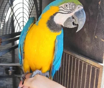 Macaws – Guildford