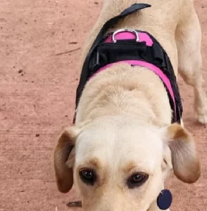 Labrador Retriever – Brookdale