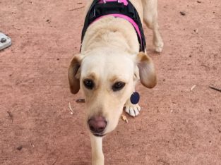 Labrador Retriever – Brookdale