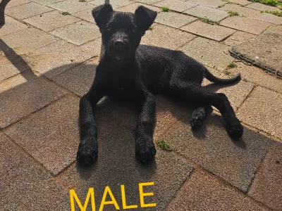 Australian Kelpie – Wolseley