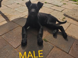 Australian Kelpie – Wolseley