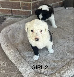 Border Collie – Ningi