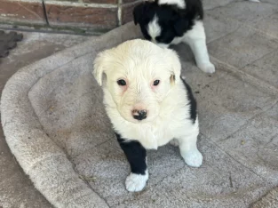 Border Collie – Ningi