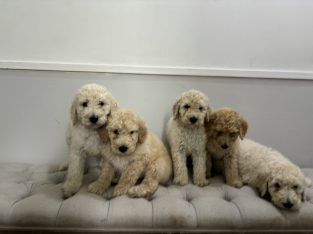 Labradoodle – Adele