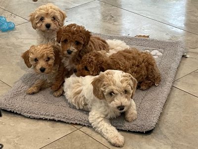Cavoodle – Oxenford