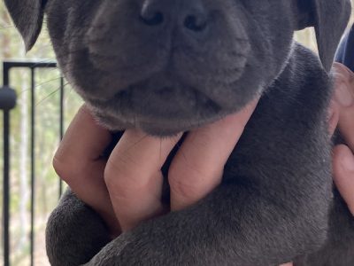 Dogs – Anita Nolan