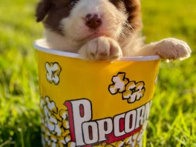 Border Collie – Narrabri