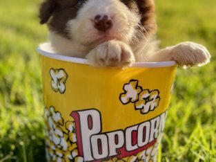 Border Collie – Narrabri