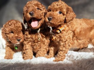 Toy Poodle – Essendon