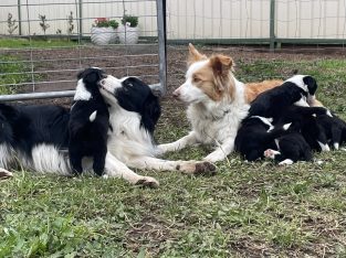 Border Collie – Scone