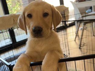 Labrador Retriever – Ashwood