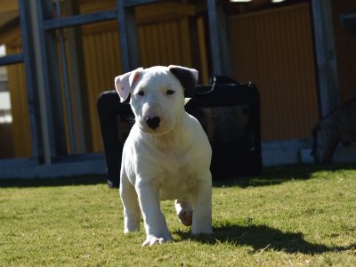 English Bull Terrier – Sellicks Beach