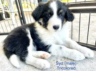 Border Collie – Taree