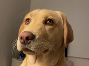 Labrador Retriever – Altona