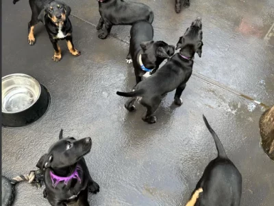 Pointer – Wyndham Vale