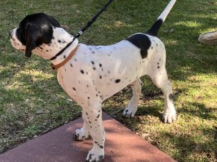 Pointer – Swan View