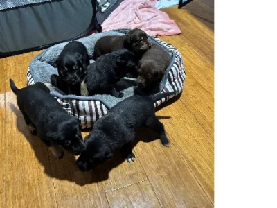 Border Collie Kelpie Cross – Ravenswood