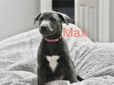 Whippet – Lancaster