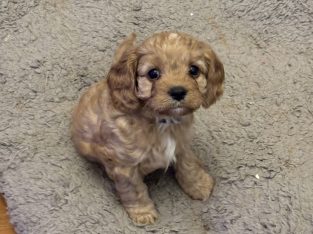 Cavoodle – Goodna