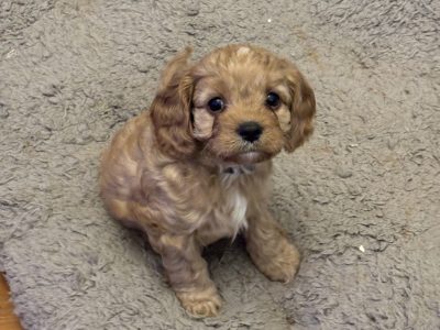 Cavoodle – Goodna
