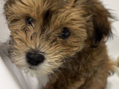 Shmoodle – Southport