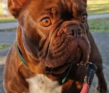 French Bulldog – Yamba