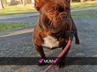 French Bulldog – Yamba