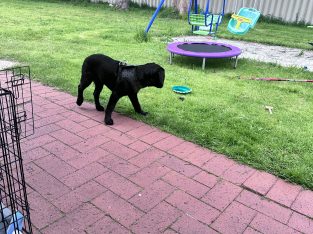 Labrador Retriever – Erskine