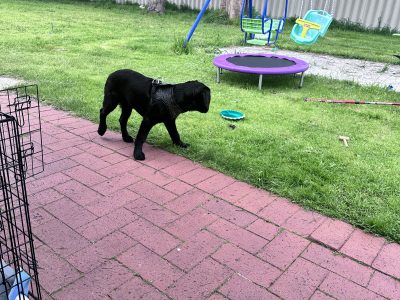 Labrador Retriever – Erskine