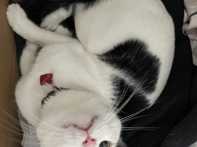 Domestic Medium Hair (DMH) – Glebe