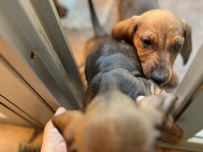 Dachshund – Black Rock