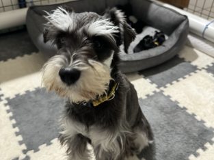 Schnauzer (Miniature) – Perth