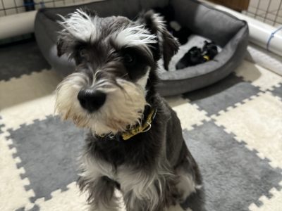 Schnauzer (Miniature) – Perth