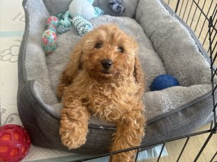 Toy Cavoodle – Liverpool