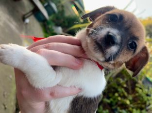 Jack Russell – Salisbury