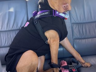 American Staffordshire Bull Terrier – Hoppers Crossing